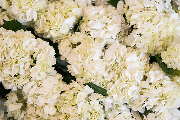 Number 1 Flowers Workshop 0035