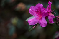 leu-gardens-wedding-jackie-and-constantine 1235