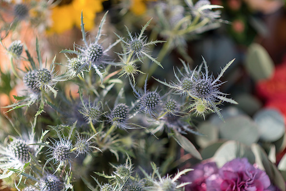 Plant-Street-Flower-Cart-April-May-2021-Winter-Garden 1089final