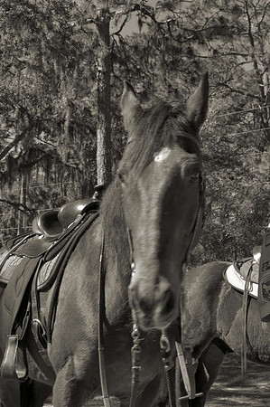 DSC_0021 -1PLATINUM-1500