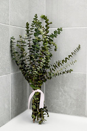 eucalyptus 1000-Editfinal