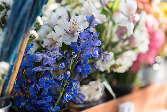 Plant-Street-Flower-Cart-April-May-2021-Winter-Garden 1052final