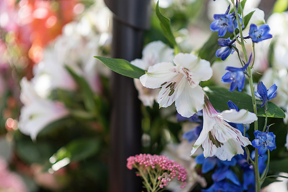 Plant-Street-Flower-Cart-April-May-2021-Winter-Garden 1059final
